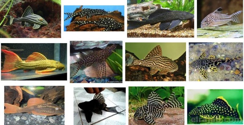jenis ikan sapu sapu