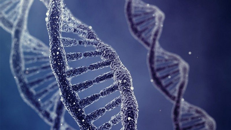 struktur dna dan rna