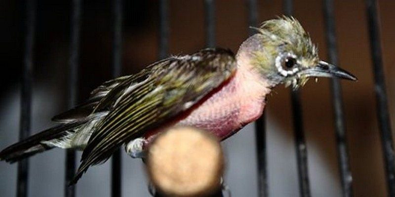 cara merawat burung mabung