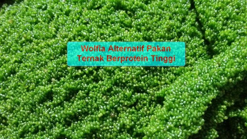 jual bibit wolfia