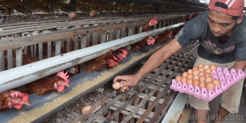cara bisnis ayam petelur