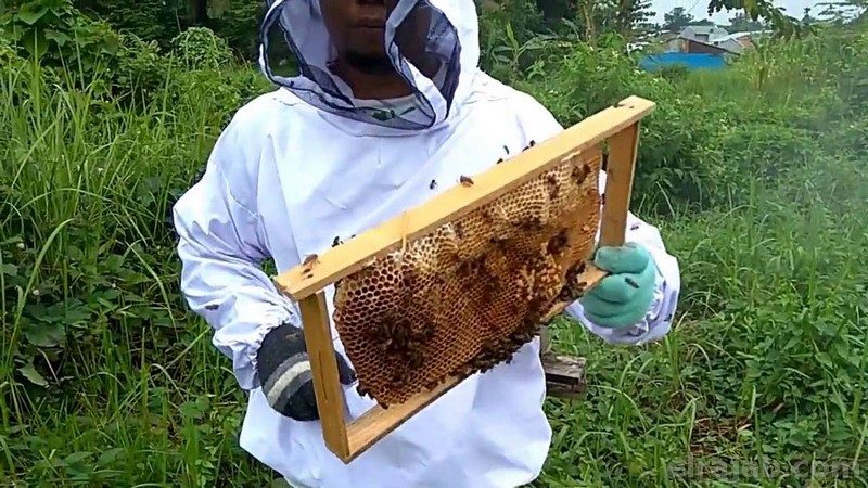 cara ternak tawon madu