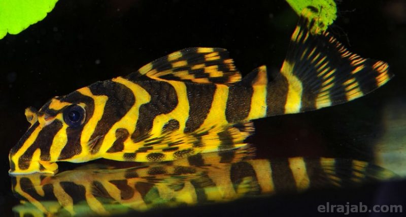jenis ikan sapu sapu