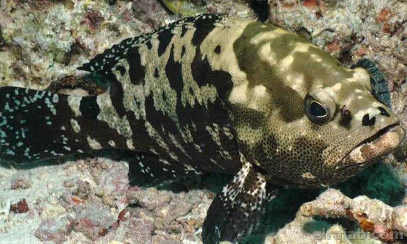jenis ikan kerapu