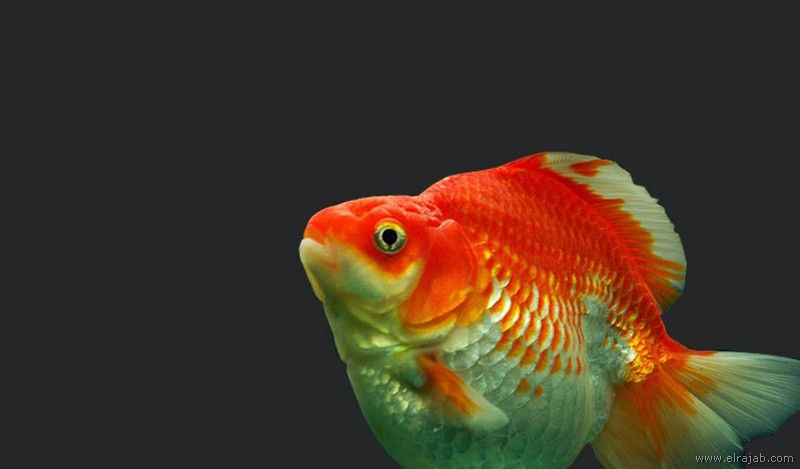 Ikan Koki Ryukin