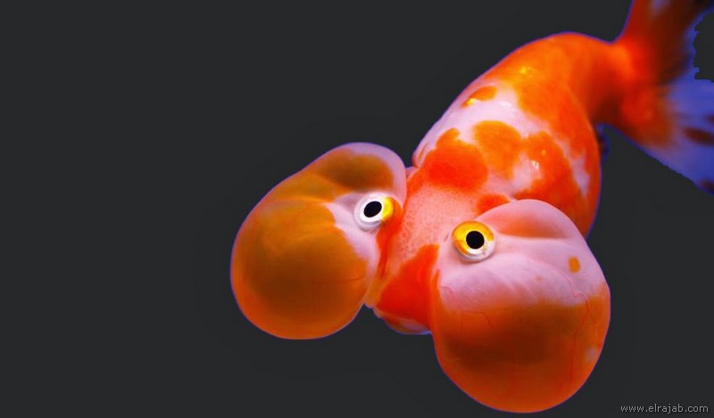 Ikan Mas Koki Bubble Eye