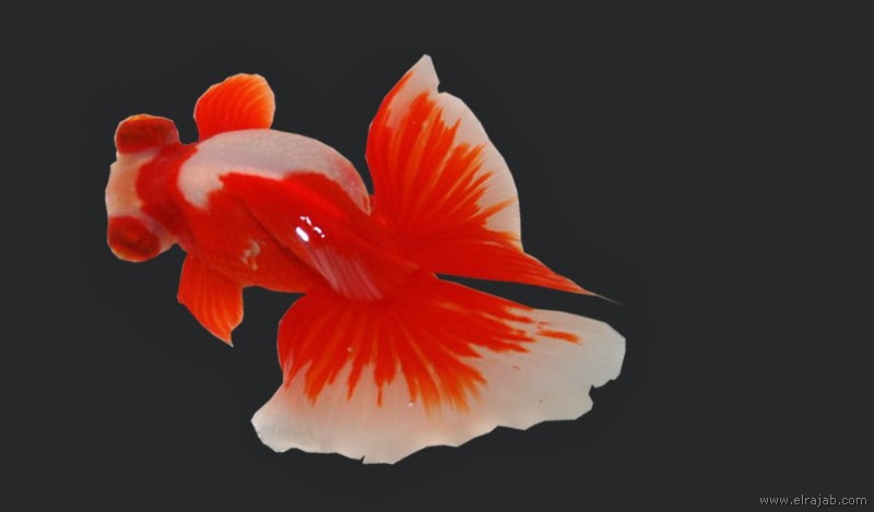 Ikan Mas Koki Butterfly Tail