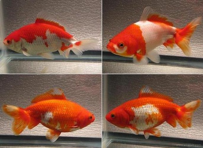 jenis Ikan Mas Koki Sakura