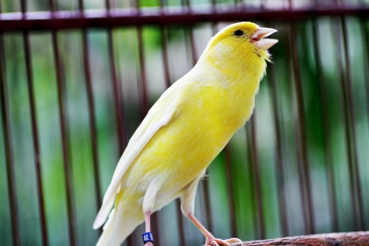 jenis burung kenari Lancashire