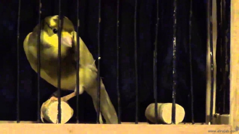 jenis burung kenari Roller