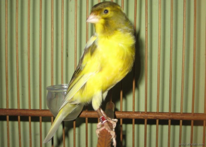 jenis burung kenari Scotch Fancy