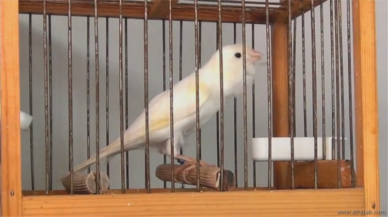 jenis burung kenari Spanish Timbrado