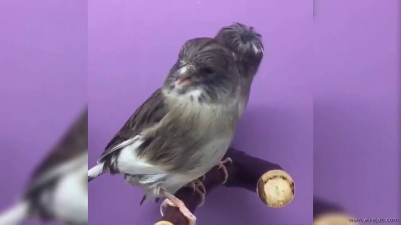jenis burung kenari gloster
