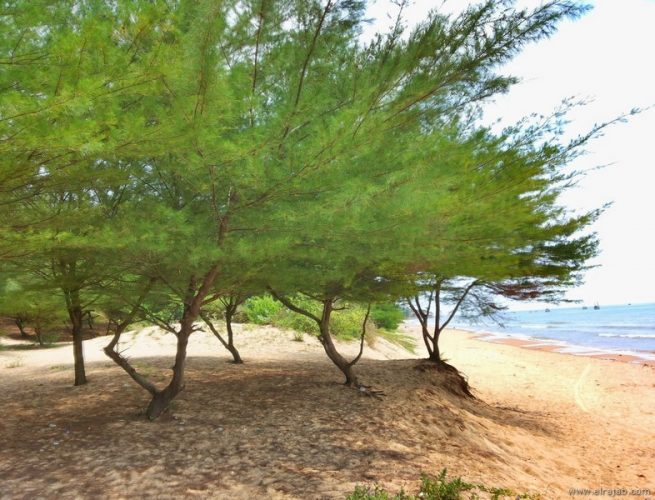 jenis pohon cemara laut