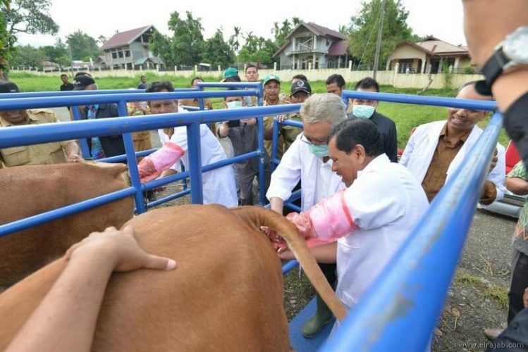  contoh bioteknologi modern bidang peternakan