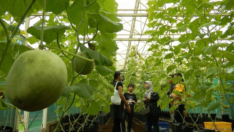 taman melon wisata bhakti alam