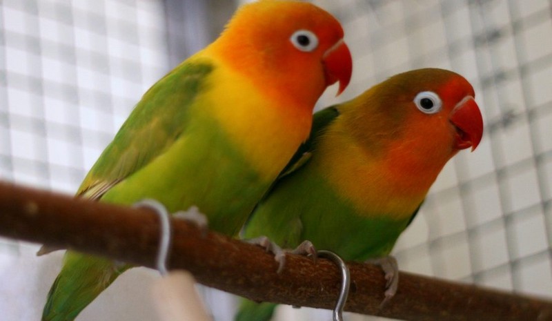 jenis burung lovebird mula salem