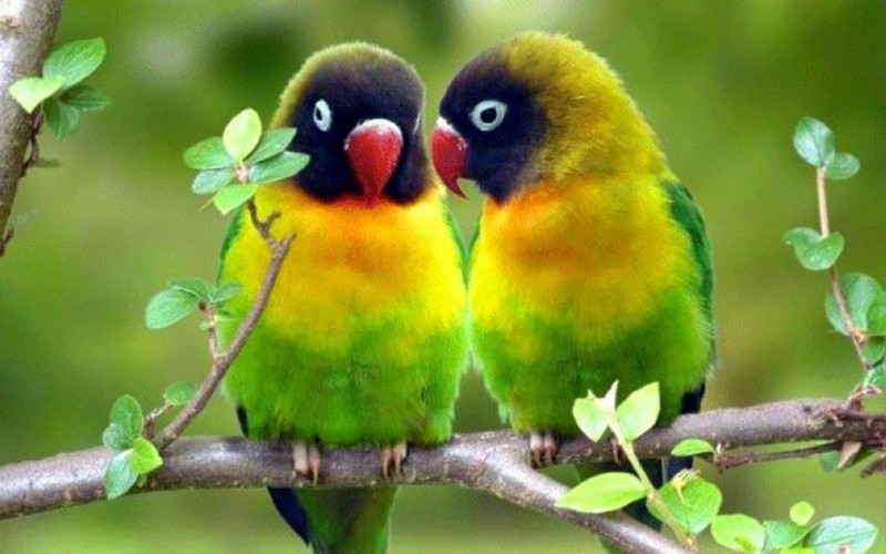 jenis burung lovebird pipi hitam