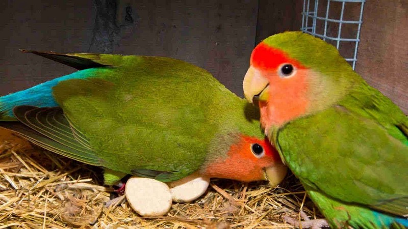 cara ternak lovebird