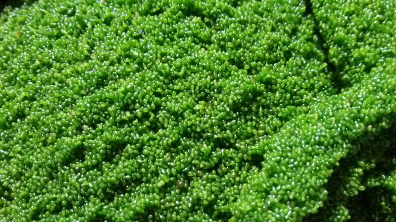jual bibit wolfia