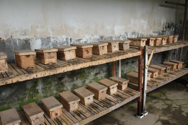 jual madu klanceng