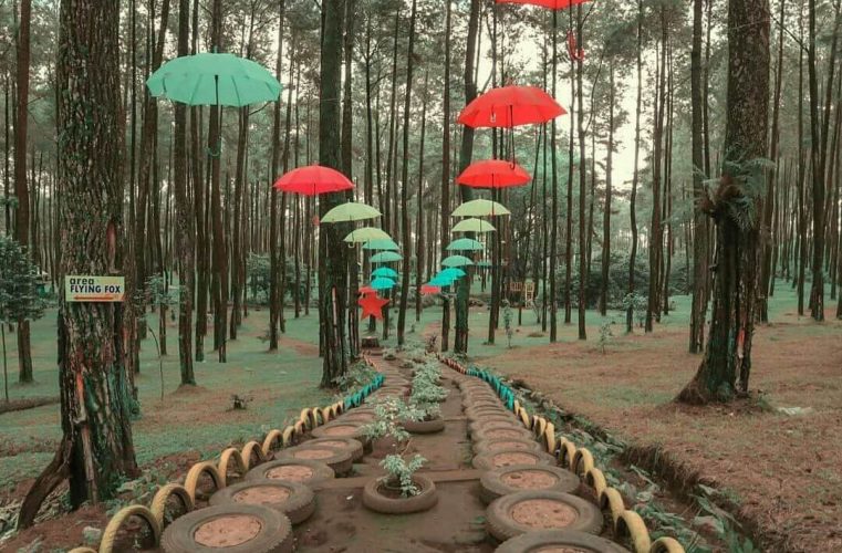 Hutan pinus